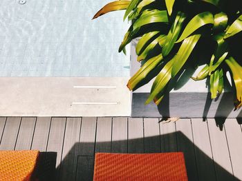 High angle view of potted plants by swimming pool
