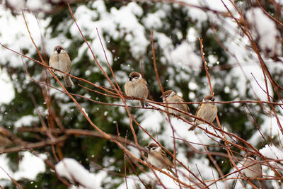 Low angle view of birds perching on tree