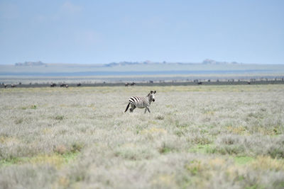 Horse in a field