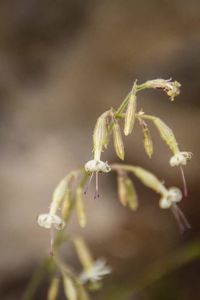 Close-up of white flowers