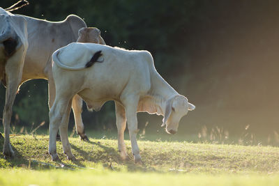 Horses grazing in a field