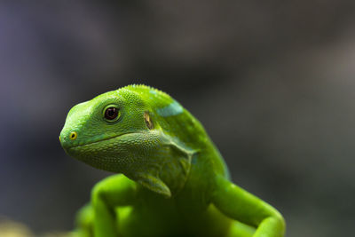 Close-up of green lizard