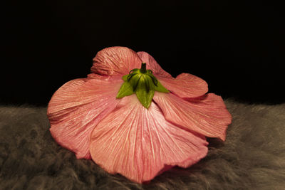 Close-up of flower plant against black background