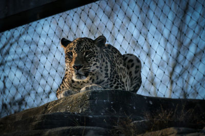 Low angle view of leopard in zoo