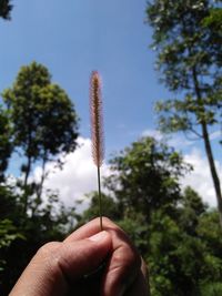 Close-up of hand holding plant against sky