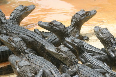 Close-up of alligator on wood