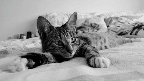 Cat sleeping on bed