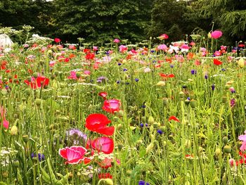 Red poppy flowers in field