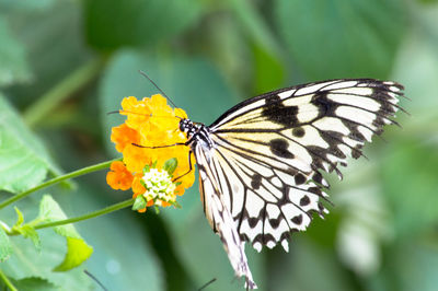 Close-up of butterfly perching on flower