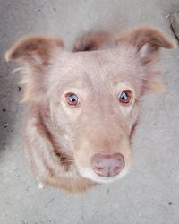 High angle portrait of dog