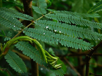 Close-up of wet plant leaves during rainy season