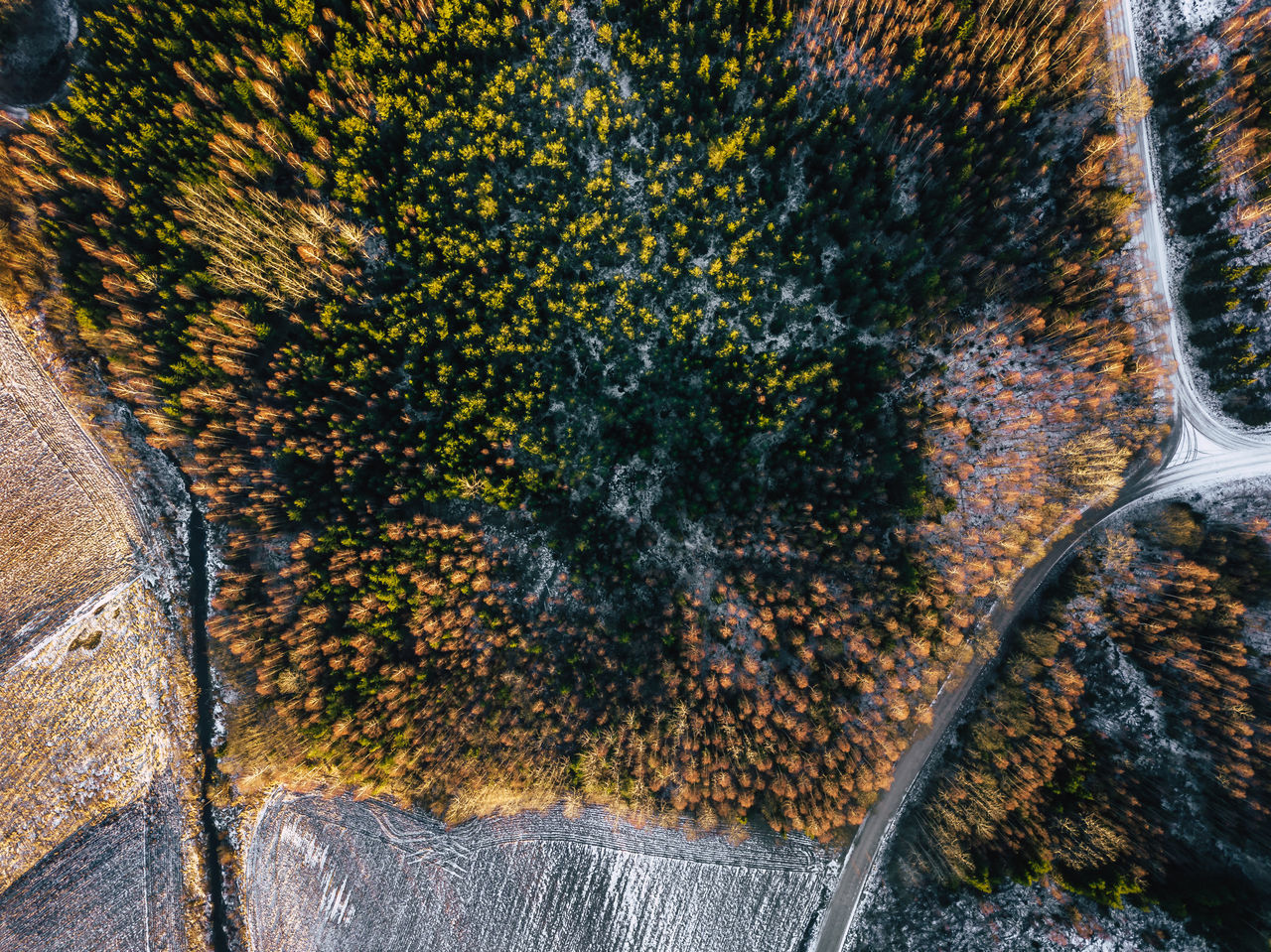 HIGH ANGLE VIEW OF PLANTS GROWING BY TREES