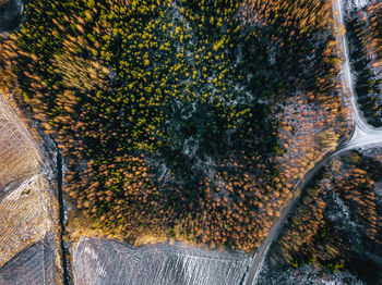 High angle view of plants by trees