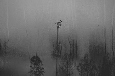 Drizzle on the windshield. bird,  nature black and white 