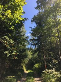 Low angle view of trees in forest against sky