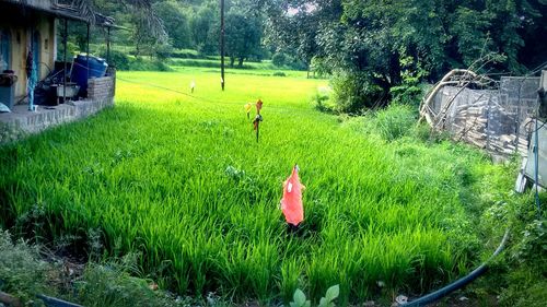 Scenic view of farm on grass field