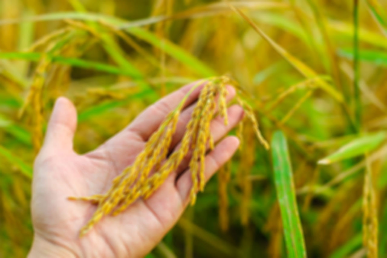 CLOSE-UP OF PERSON HAND HOLDING PLANT