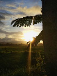 Silhouette tree on field against sky during sunset