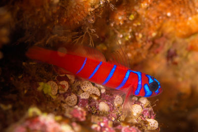 Close up view of a blue-banded goby fish in the ocean near avalon, catalina island, california.