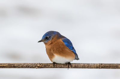 Close-up of bird perching on railing