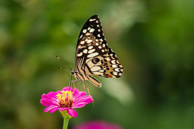 Close-up of butterfly pollinating on pink flower