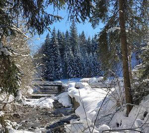 Frozen trees on snow covered landscape