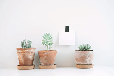 Close-up of potted plant on table against white background