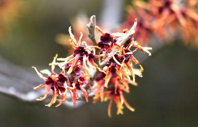 Close-up of flowers against blurred background