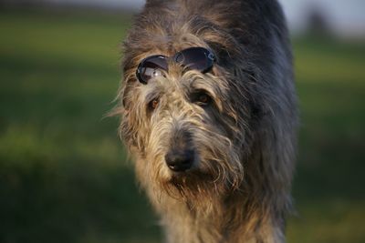 Close-up portrait of dog on field