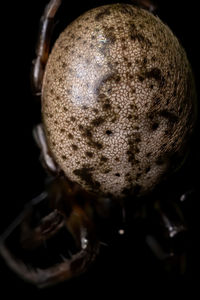 Close-up of apple against black background