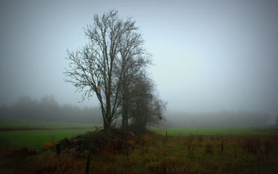 Scenic view of grassy field in foggy weather