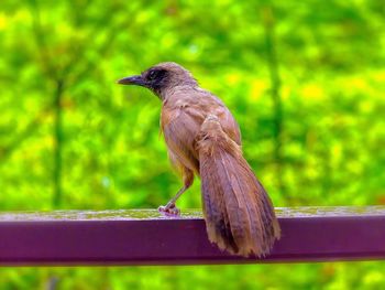 Close-up of bird