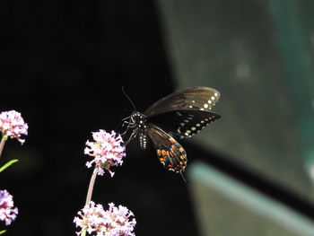 Close-up of butterfly pollinating on flower