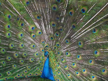 Close-up of peacock