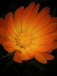 Close-up of yellow flower blooming outdoors