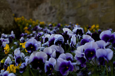 Close-up of purple crocus flowers