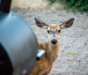 Close-up of an animal
