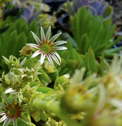 Close-up of flower