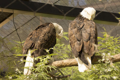 Close-up of eagle perching on tree