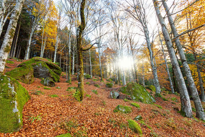 Trees in forest during autumn