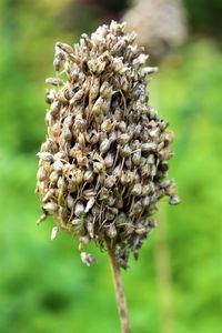 Close-up of wilted flower on field