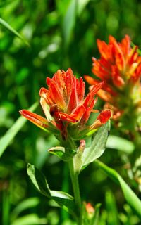 Close-up of insect on flower