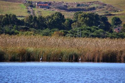 Scenic view of lake