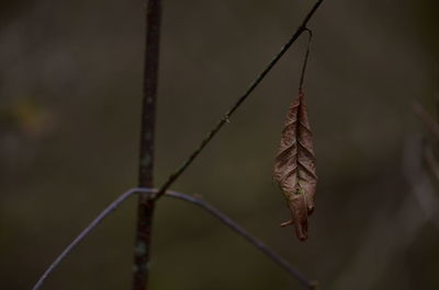 Close-up of dry leaf