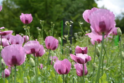 Close-up of pink poppy flowers on field