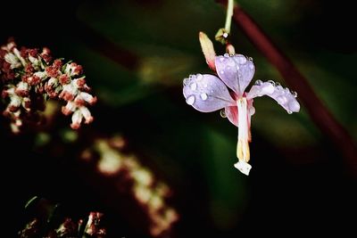 Close-up of wet purple flowering plant