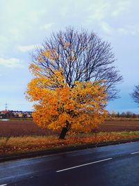 Close-up of tree against sky