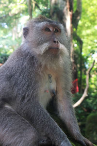 Lion looking away while sitting on tree in forest