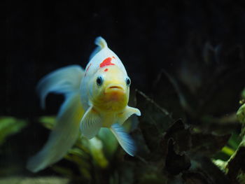 Frontal view of sarasa goldfish