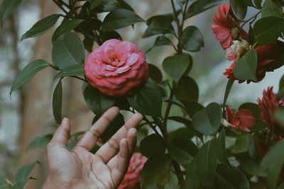 Cropped hand of person touching flowers growing in park